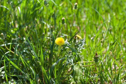one dandelion in green grass