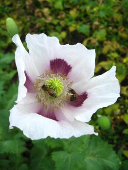 bees sitting on the poppy and collecting the nectar