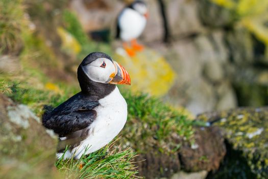 the puffin bird-the most beautiful animal on the iceland ** Note: Slight blurriness, best at smaller sizes