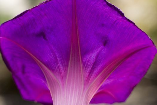 Sun Shining through Purple Morning Glory Close Up Macro