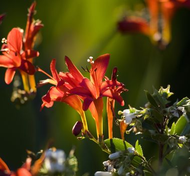 Red Cardinal Flower Back Lit and Beautiful