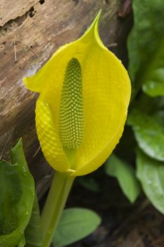 Skunk Cabbage, Yellow and Green, Wildflower