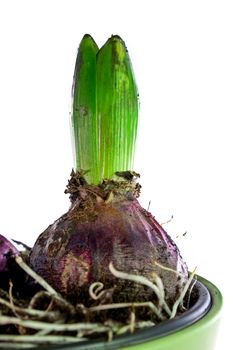 Close up of one purple hyacinth plant