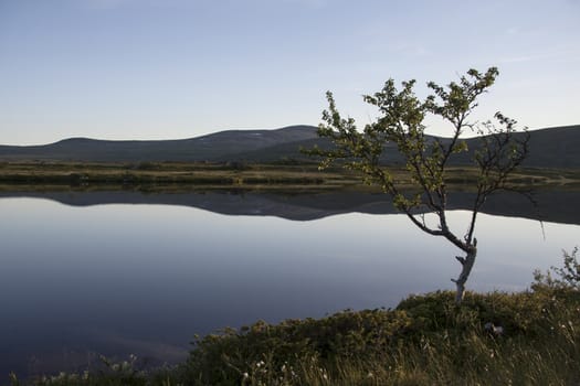 Nature landscape of Lonely tree by the lake