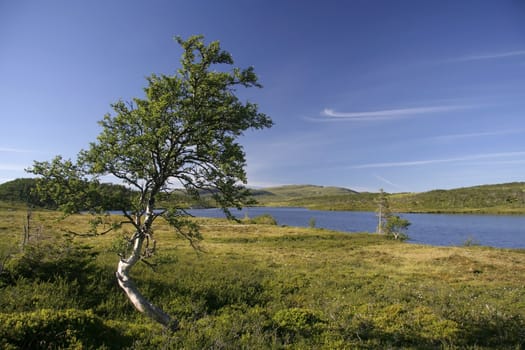 Nature landscape of Lonely tree by the lake 