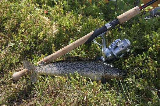 Fishing in the mountain of Sweden