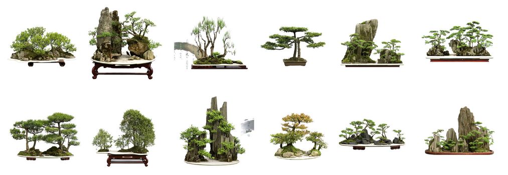 collection of the best china bonsai with white isolated background