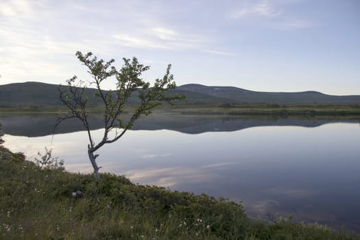 Nature landscape of Lonely tree by the lake