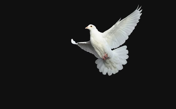 white dove in free flight with isolated black background