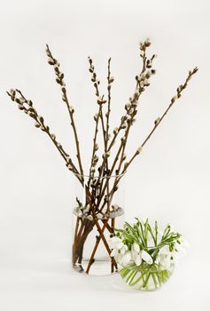 Spring still life with a bouquets of snowdrops and willow in the glass vases on a light gray background.