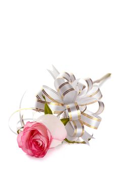 Pink rose. Rose on a white background. Pink flower. Rose with a bow. Flower as a gift.