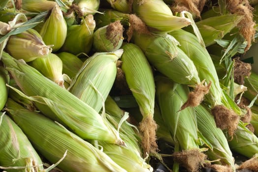 pile of fesh picked corn in husk