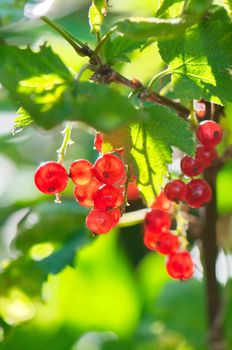 Red currants in the garden