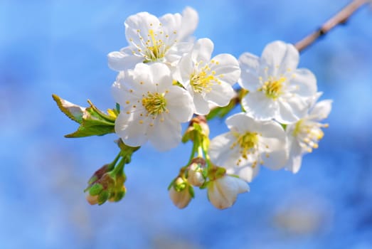 Plum tree flowers in bloom against blue sky