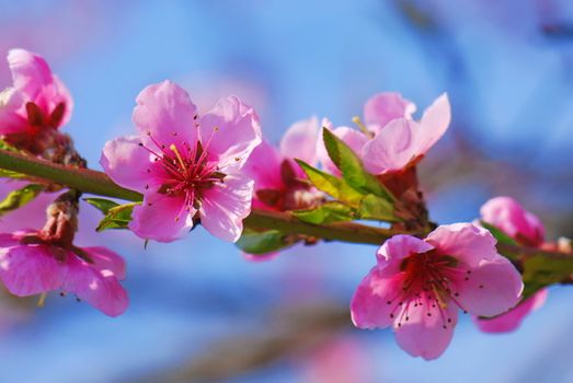 Cherry tree flowers in bloom against blue sky