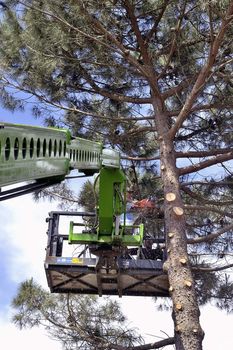 cross of a large tree become dangerous