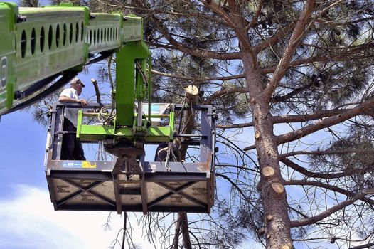 cross of a large tree become dangerous
