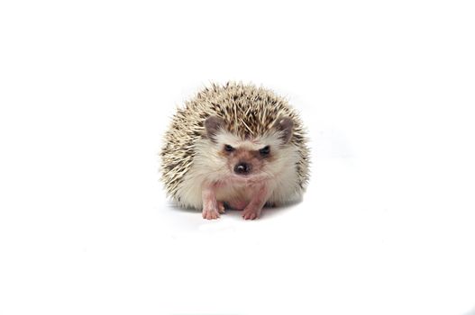close-up of a little hedgehog Isolated on a white background