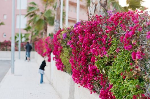 Beautiful fence of purple flowers bougainvillea in the city