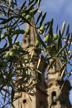 green olives on tree