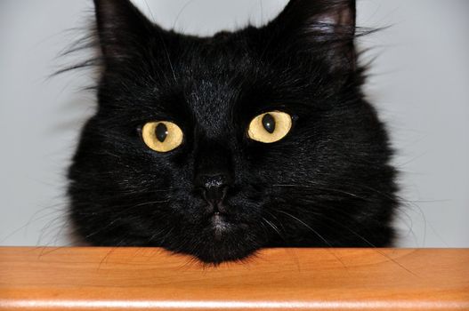 head of a black cat with beautiful eyes, close-up