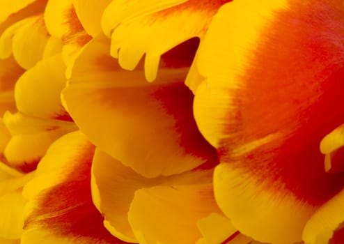 Closeup picture of red and yellow tulip petals 