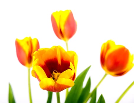 Closeup picture of red and yellow tulip on white background.