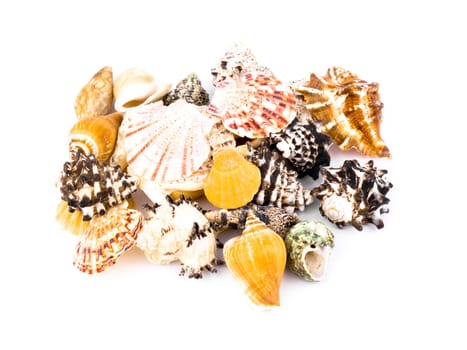 Seashells on white background