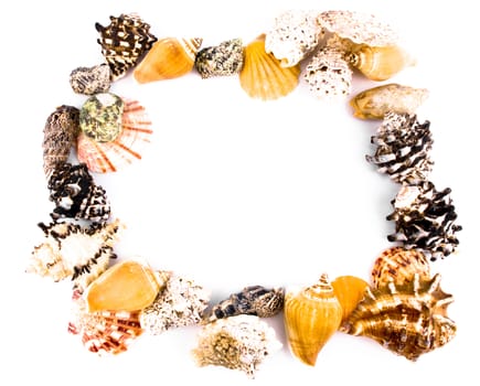 Shells frame on white background. In the middle of picture it's empty white space
