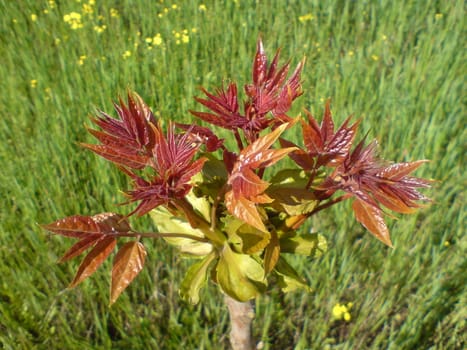 young tree in the park