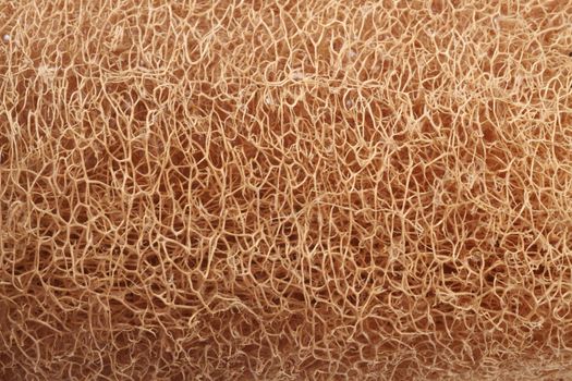 texture of the dry loofah guard