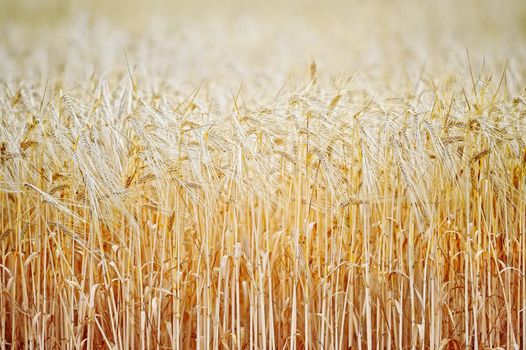 Farming field. Yellow grain ready for harvest