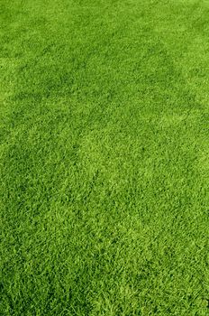 Photo of the beautiful green grass texture