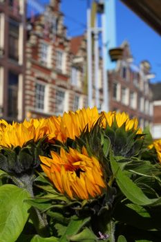House architecture in Amsterdam over yellow sunflower
