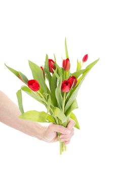 Hand with bunch of tulips