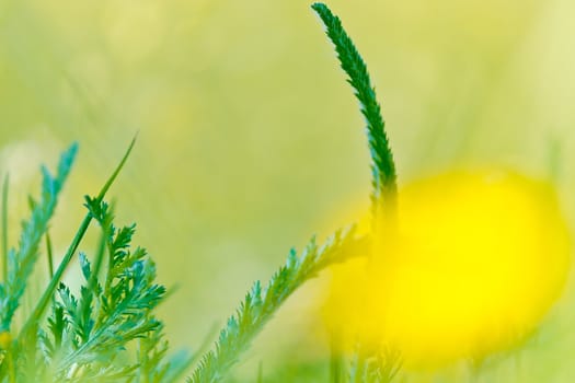 The Spring nature background with grass for design