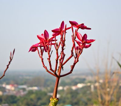 Pink frangipani flowers with  in sky background