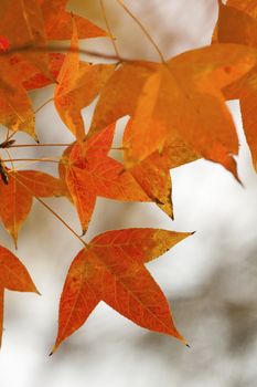 Red leaves in autumn forest