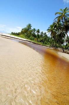 At the beach of Bahia, Brazil, South america.