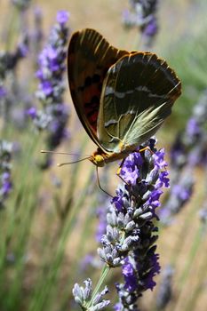 Beautiful Butterfly sitting on lavender plants 