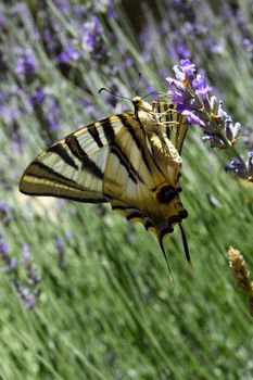 Beautiful Butterfly sitting on lavender plants 