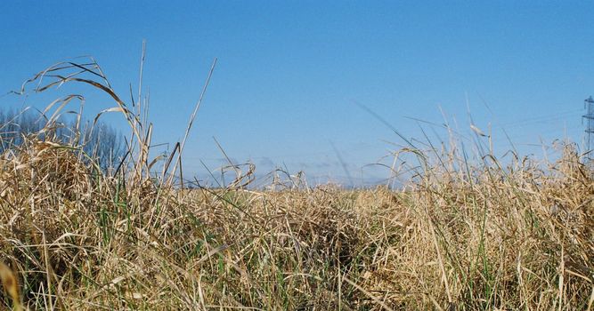 grass/ hay at eye level against sky