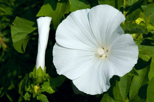 White flower and bud. August 2007, Karaganda