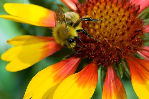 Bumblebee on the Gailardia flower. Karaganda, August, 2007