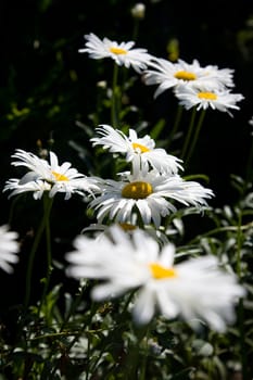 Big daises. DOF. Focus on the middle