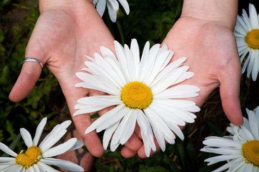 Women palms with big chamomile, August 2007, Karaganda