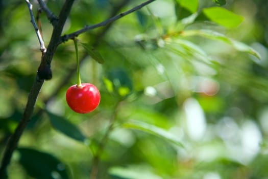 Single ripe cherry berry on the tree.