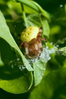 Big yellow spider on the plant. August 2007, Karaganda