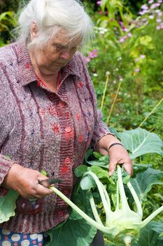 Grandmother with ripe kohlrabi from her garden.