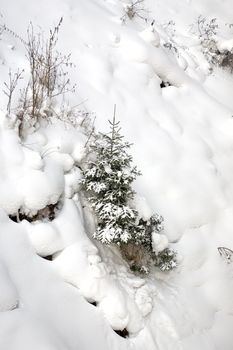 Fir on the mountain slope. February 2008, Belokurikha resort.